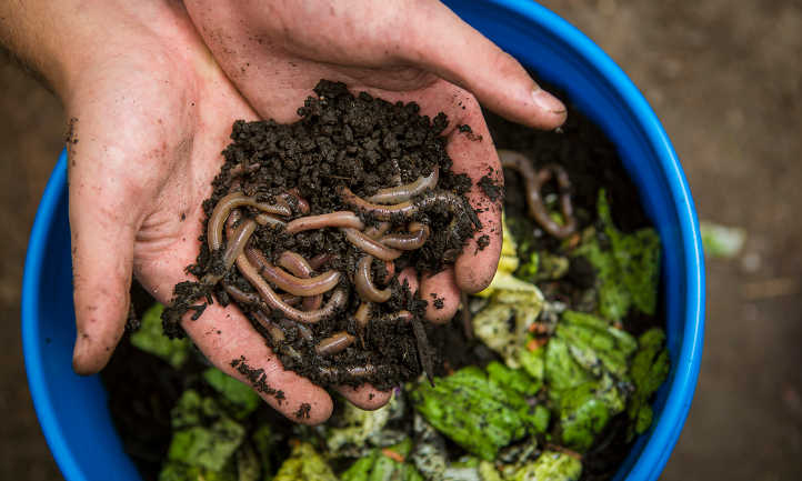 Composting with Worms