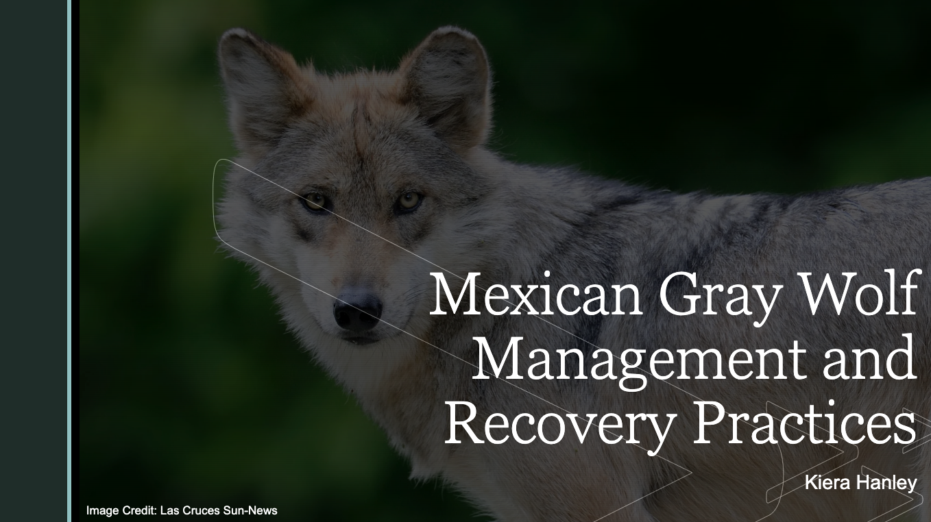 Photo: Mexican Grey Wolf Management & Recovery Practices 