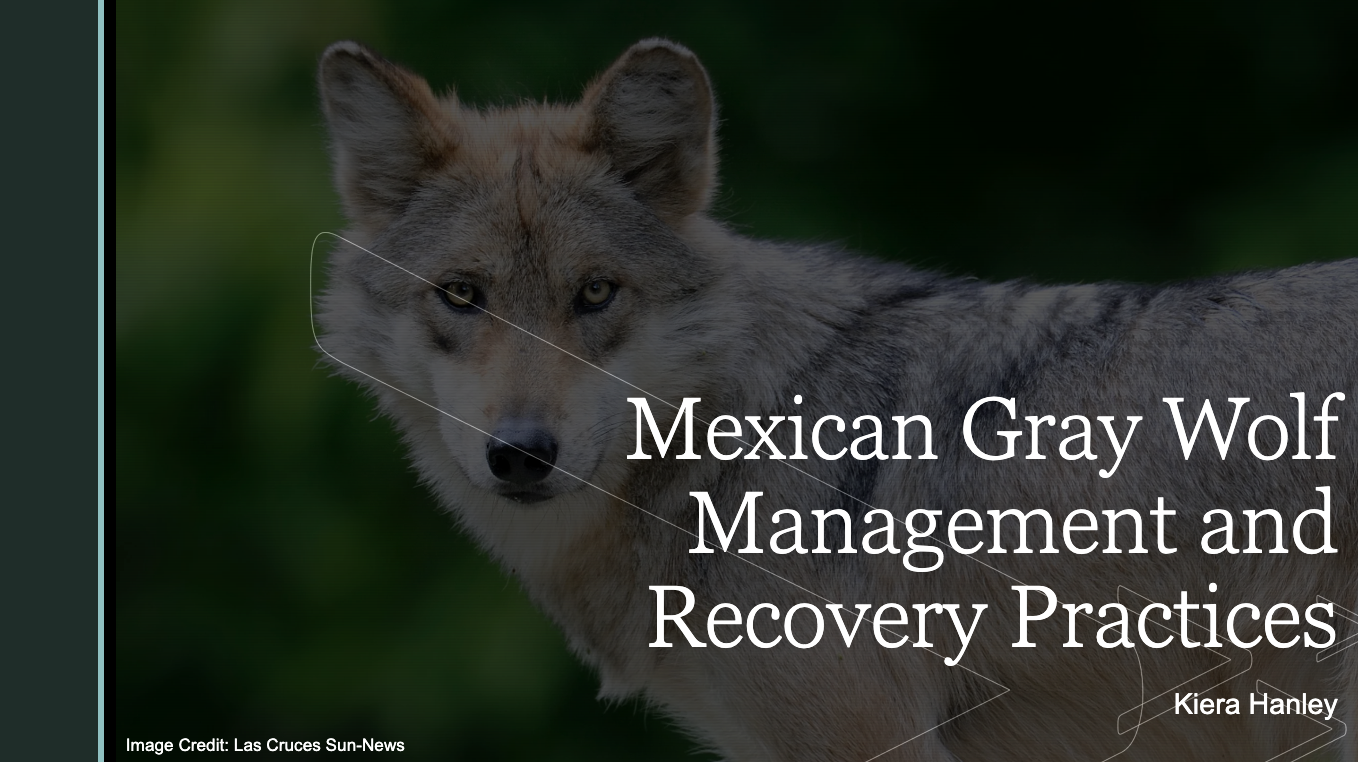 Mexican Grey Wolf Management & Recovery Practices Photo: Mexican Grey Wolf Management & Recovery Practices