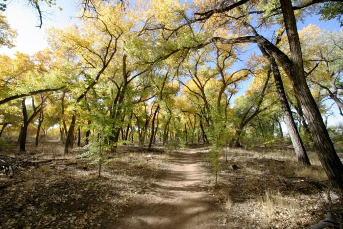 Bosque Tree Planting 